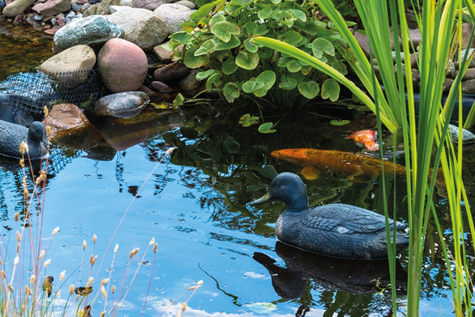 Algen im Gartenteich so bleibt das Wasser klar Raiffeisen Ebensfeld